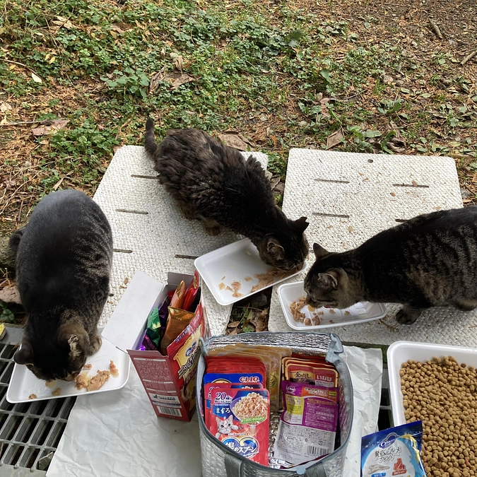 丹波市多頭崩壊現場の猫たち