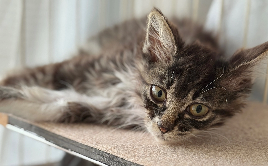 ジジ応援プラン⑧