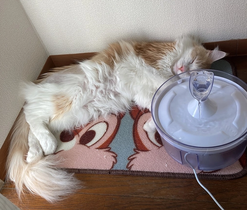 10/13ルイの様子