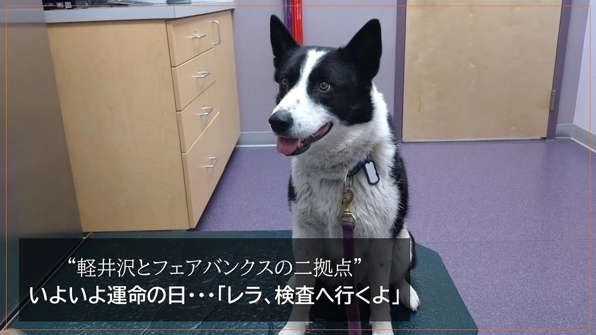 “軽井沢とフェアバンクスの二拠点” 　いよいよ運命の日・・・「レラ、検査へ行くよ」