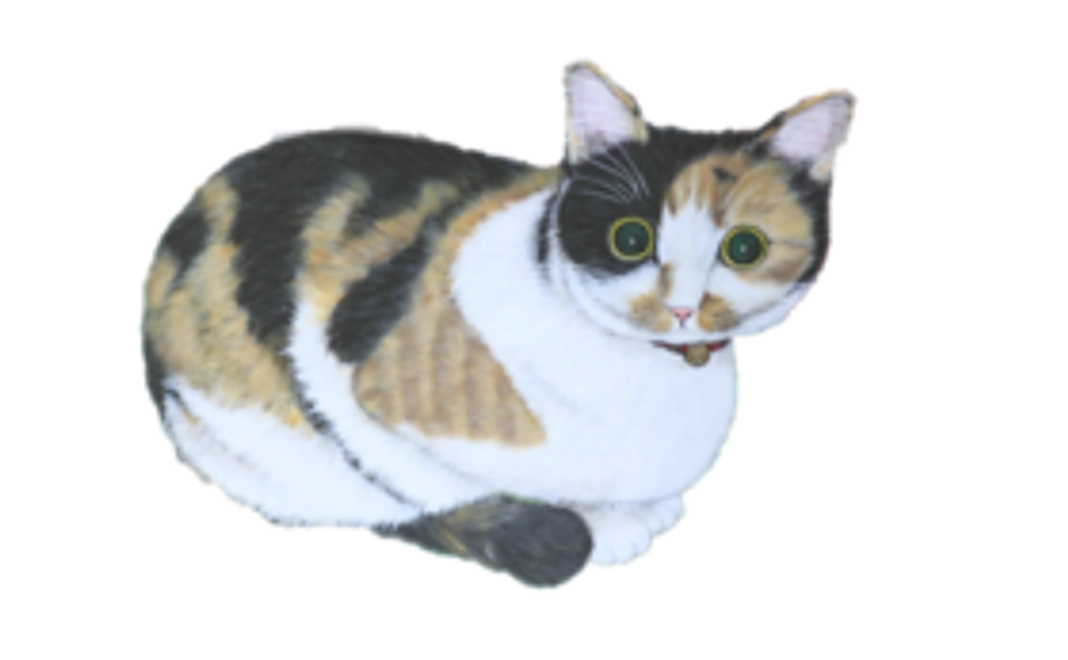 5000円：保護猫応援コース（お礼のメール、保護猫たちの写真、あんちゃん新聞(データ)）
