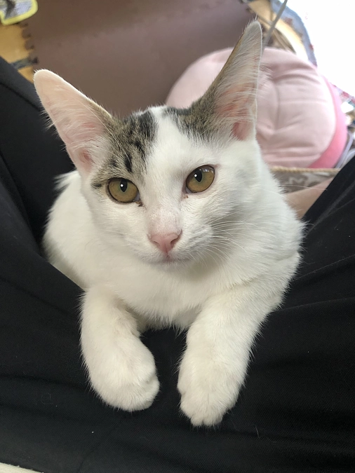 母猫を9月子猫たちを10月雄猫を随時避妊去勢手術しようと考えています。