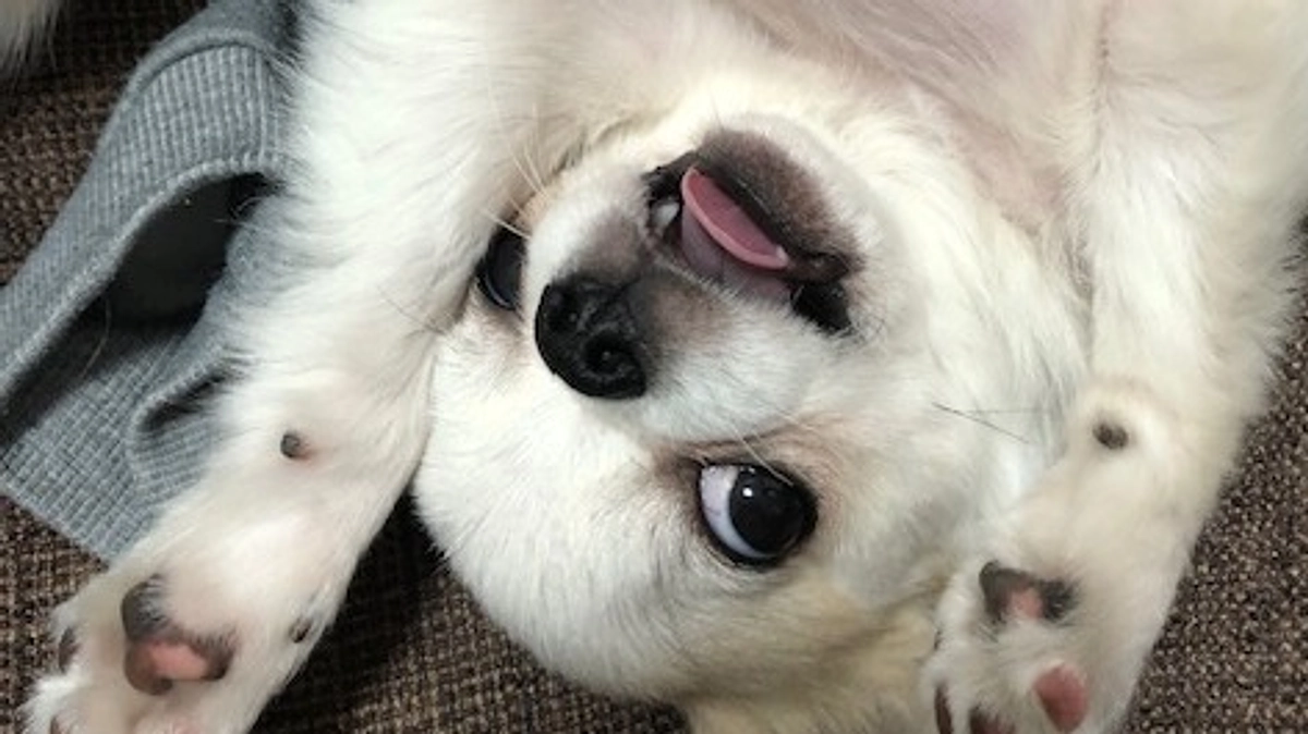 ”術後の経過報告④”です。