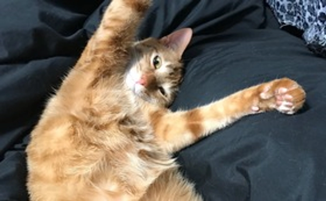 れつの写真付き感謝メール①