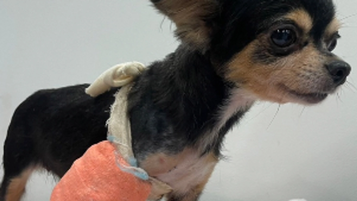 骨折箇所を放置されたまま繁殖させられ続けたせきとばちゃんのおはなし