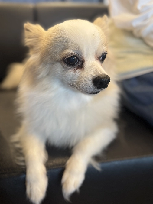 今日のタイラー🐕