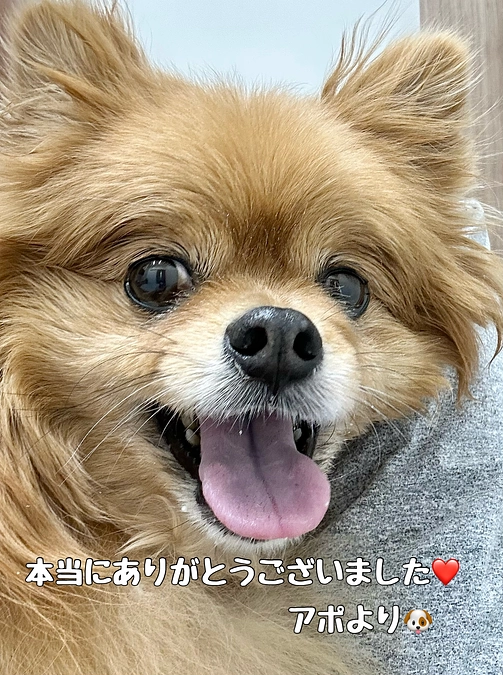 目標達成しました🐶🙇‍♀️🙏