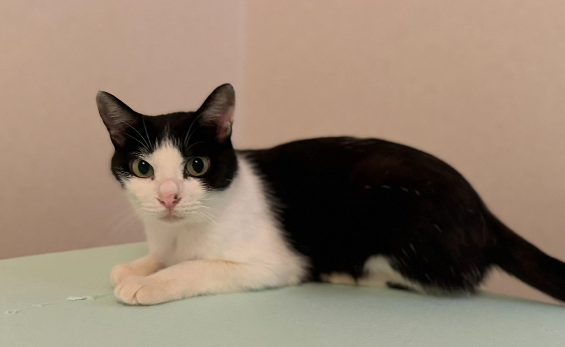 アテネの嘔吐をシンバが鳴いて知らせる