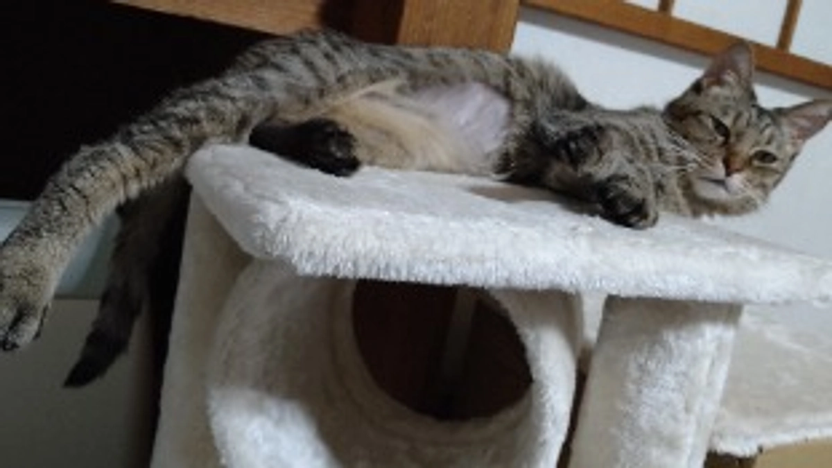 8月12日〈投薬33日目〉