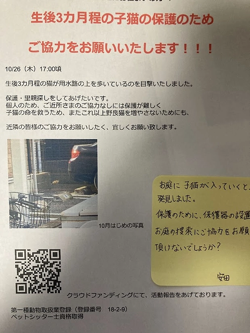 子猫捜索！目撃の翌日