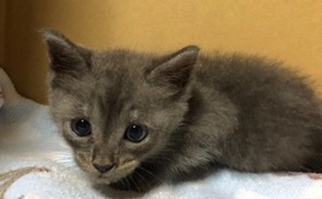 ありがとうございます‪ฅ( ̳• ·̫ • ̳ฅ)にゃあ