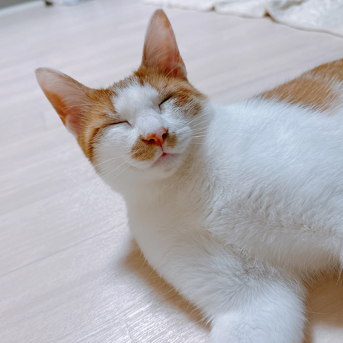 〈 最近のひめちゃんの写真まとめ 〉