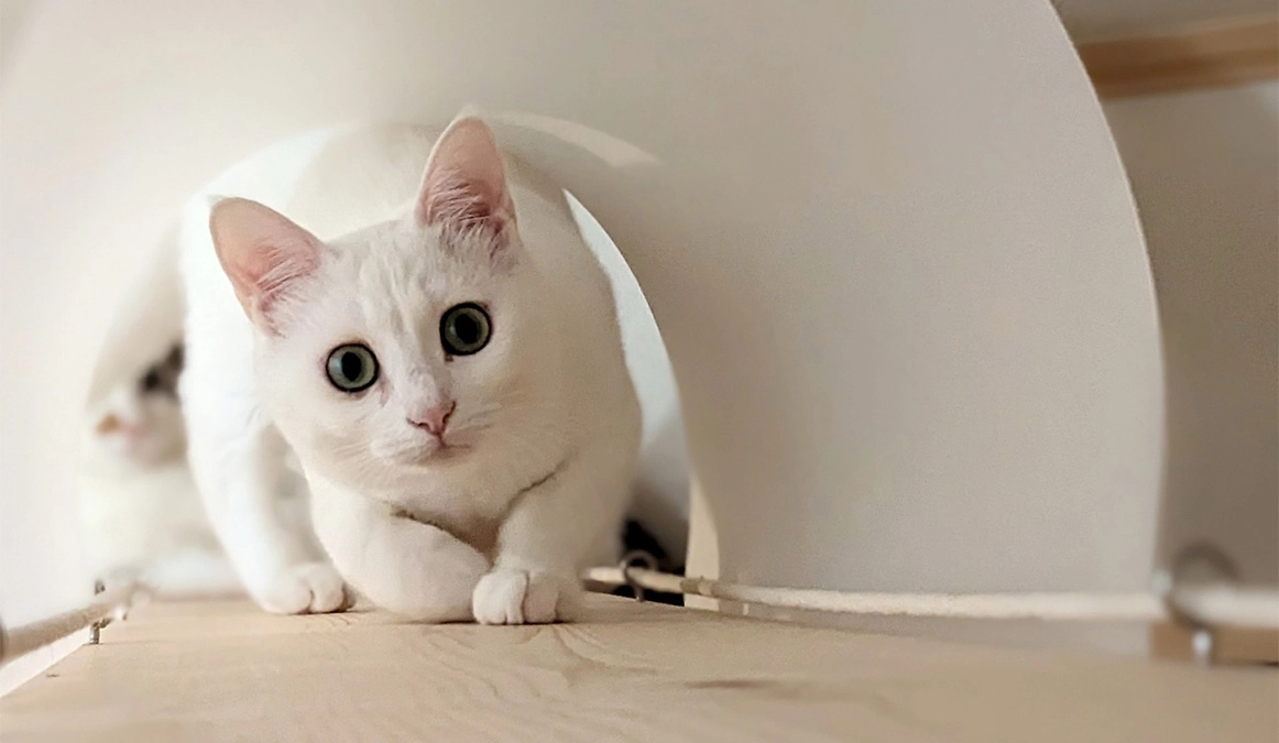 白い幸運な赤ちゃん猫は大きくなりました