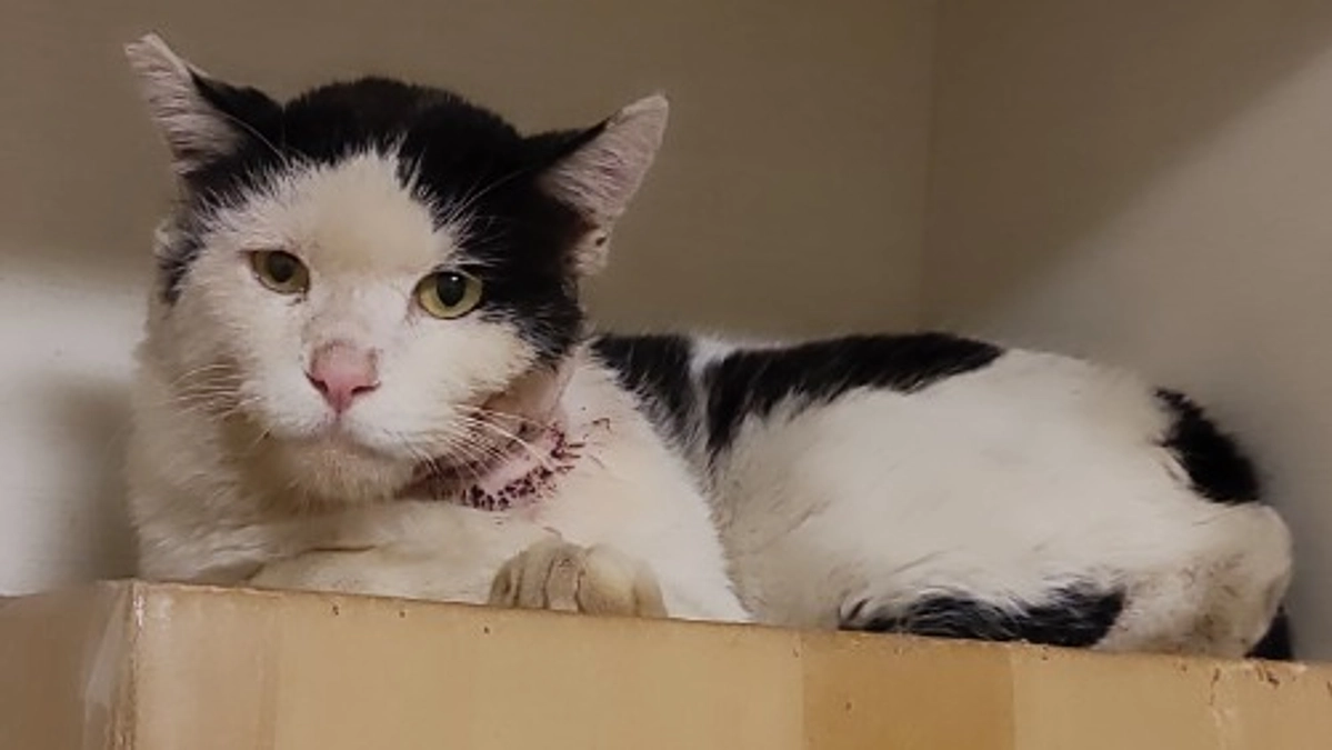 【終了まで残り20日！】頬を怪我した猫エイズの猫を保護。まずはゆっくり傷を治そうね。