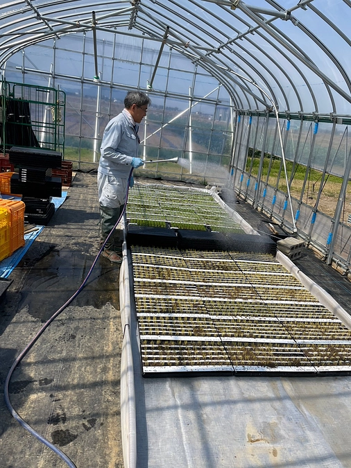 苗管理やっています、今日の新潟は晴天で暑いくらいです