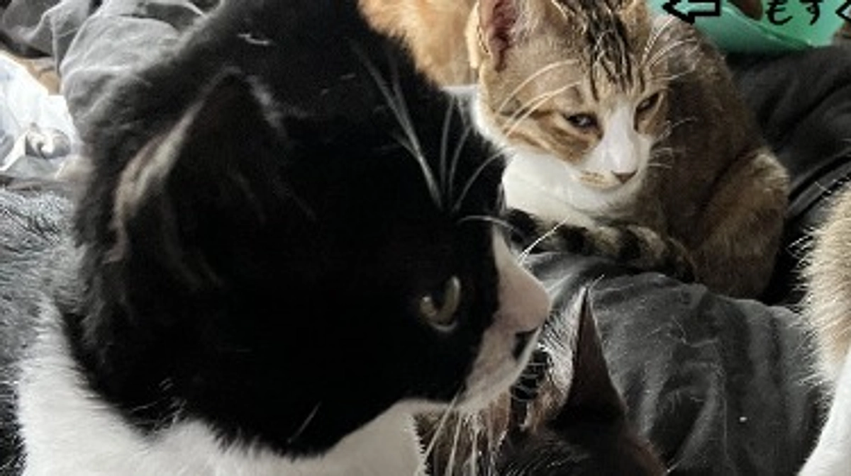 宇宙人ヌーボ通信　ぬぼ式拷問