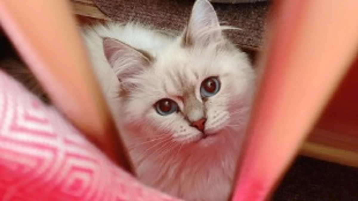 【ご支援いただいた皆様、ありがとうございました】