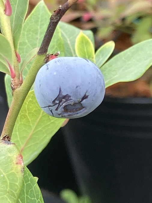 ブルーベリーが色づき始めました。