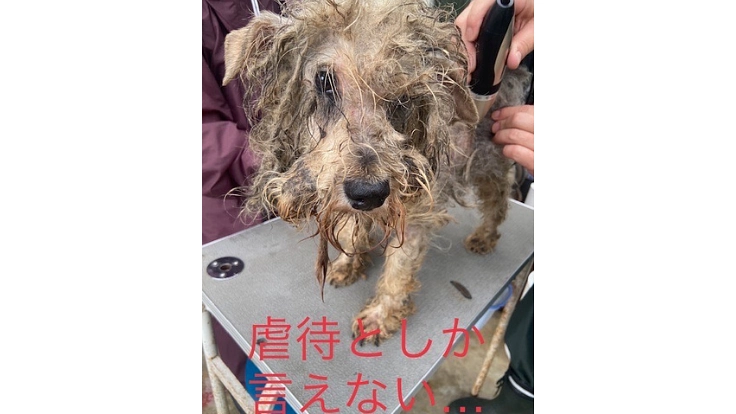 殺処分をなくし大切な命を救う為のシェルター建設にご協力ください！ 4枚目