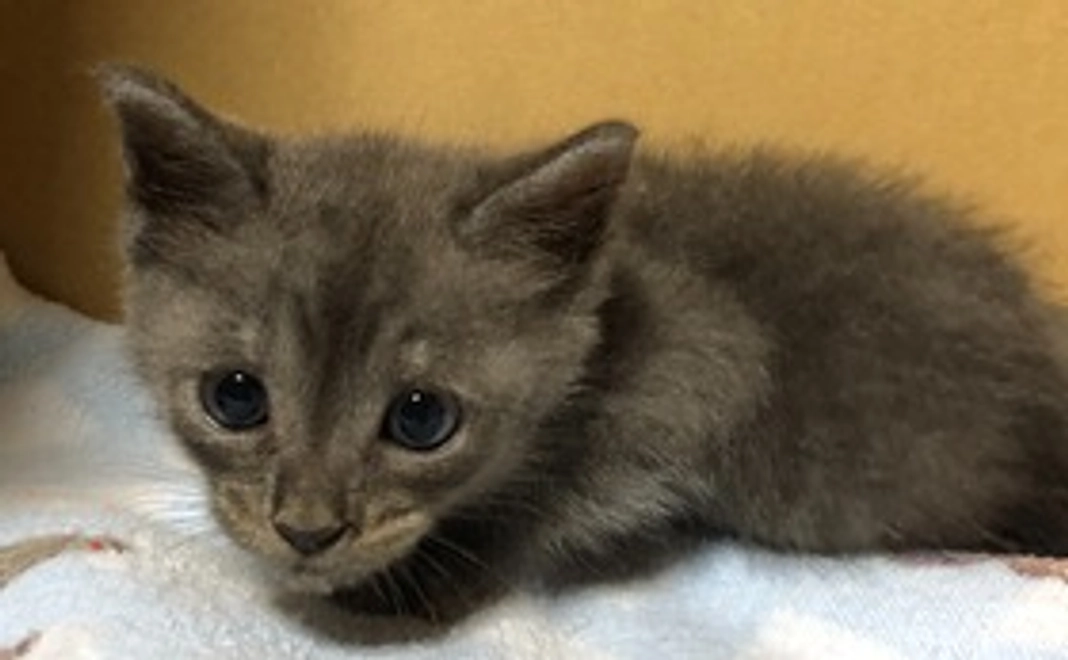 ありがとうございますฅ^•ﻌ•^ฅ♡