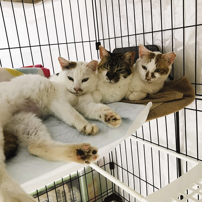 クラウドファンディングがスタートしました！