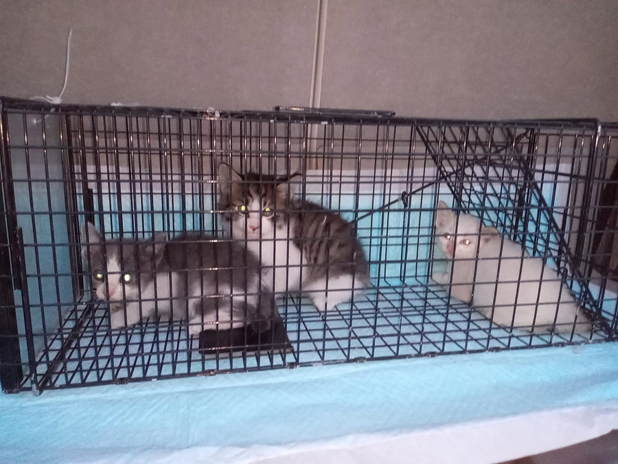 「その１」の現場、子猫が14匹いました！合計19匹の子猫になります。