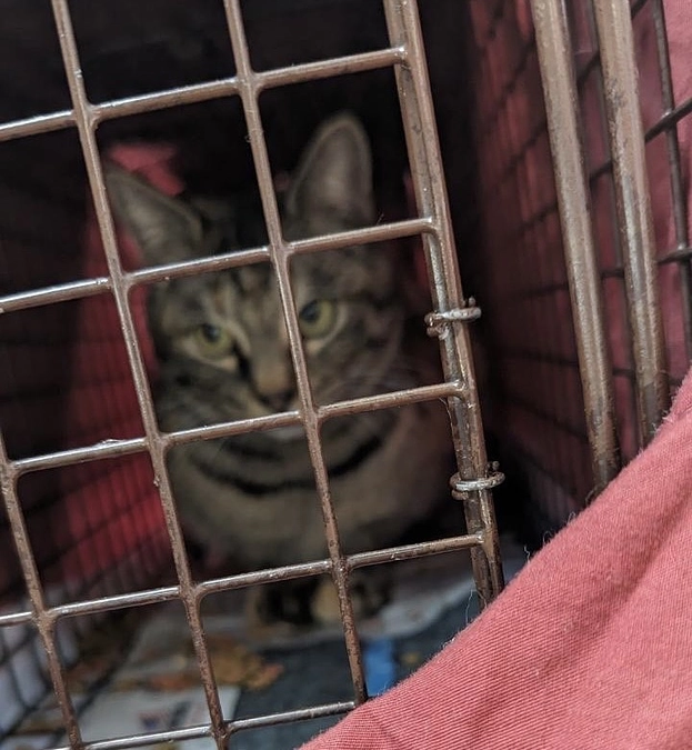 1月21日　キジ猫捕獲しました。