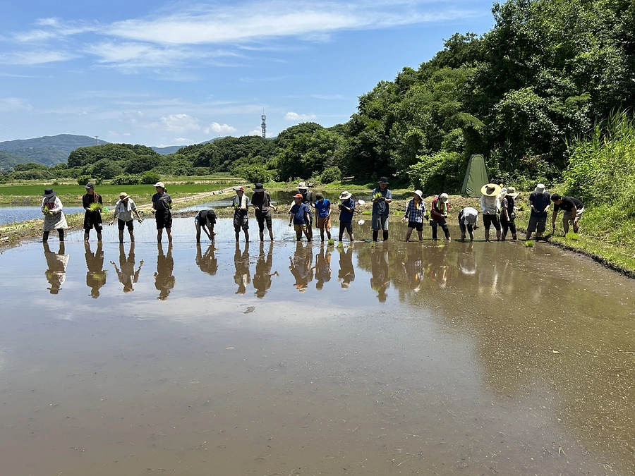 二十四節気 夏至、七十二候 菖蒲華(あやめはなさく)