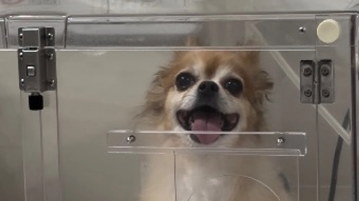 待ちに待った酸素室【活動報告10日目】