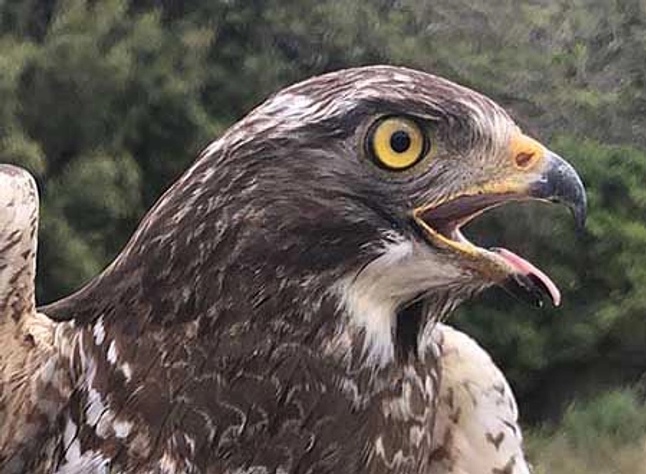 【第一弾のサシバたち】川上③