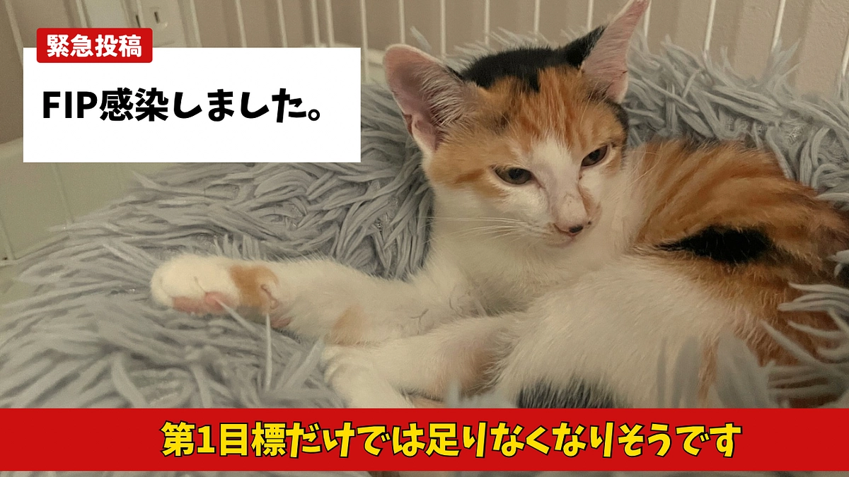 【緊急】FIP感染猫を救いたいです 助けてください