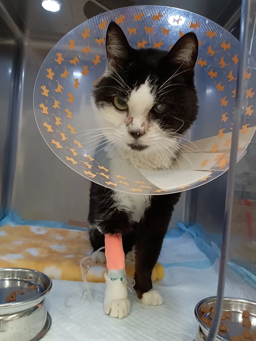 緊急入院2日目。くーちゃんがんばってます！