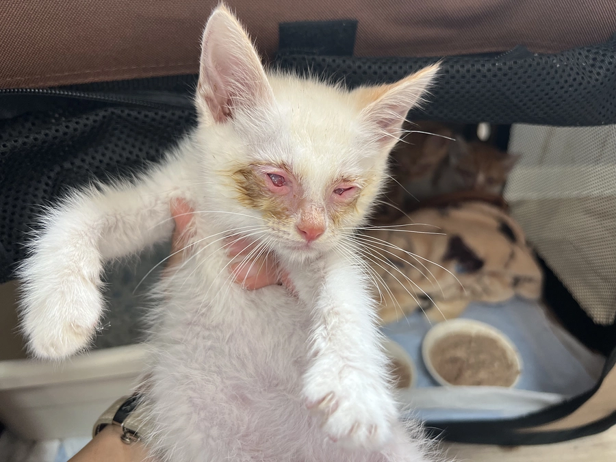 お外に出された子達を保護。12匹の子をこの現場から保護しています