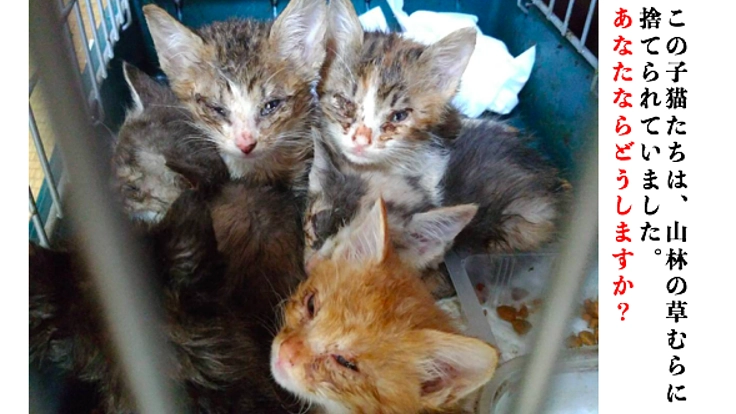 愛知県東三河で486匹の見捨てられない命を守るために。
