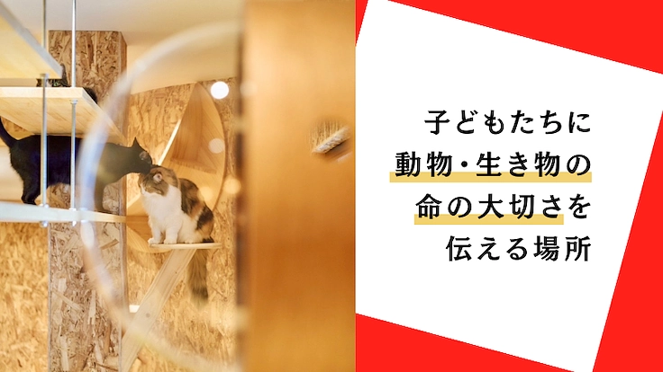 【存続に力を…!】チャンスが少ない成猫たちの保護猫カフェの再挑戦 3枚目