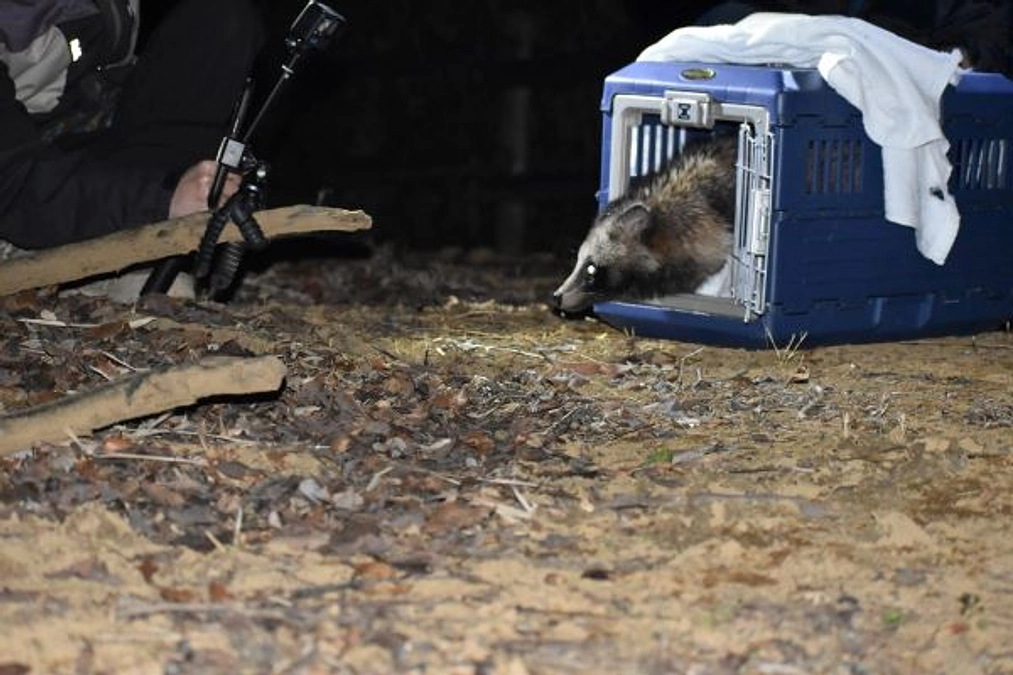 【リリース情報】交通事故に遭ったと思われるタヌキ、無事リリース！