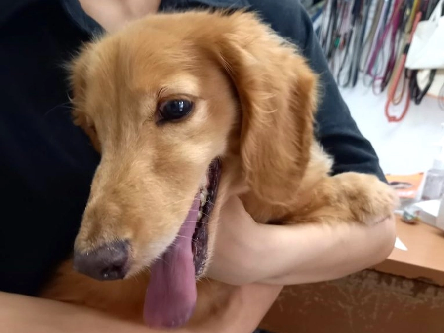 【本日19:30～】シニアドッグサポーターで幸せになった保護犬と里親さんがNHKのタモさんの番組に！