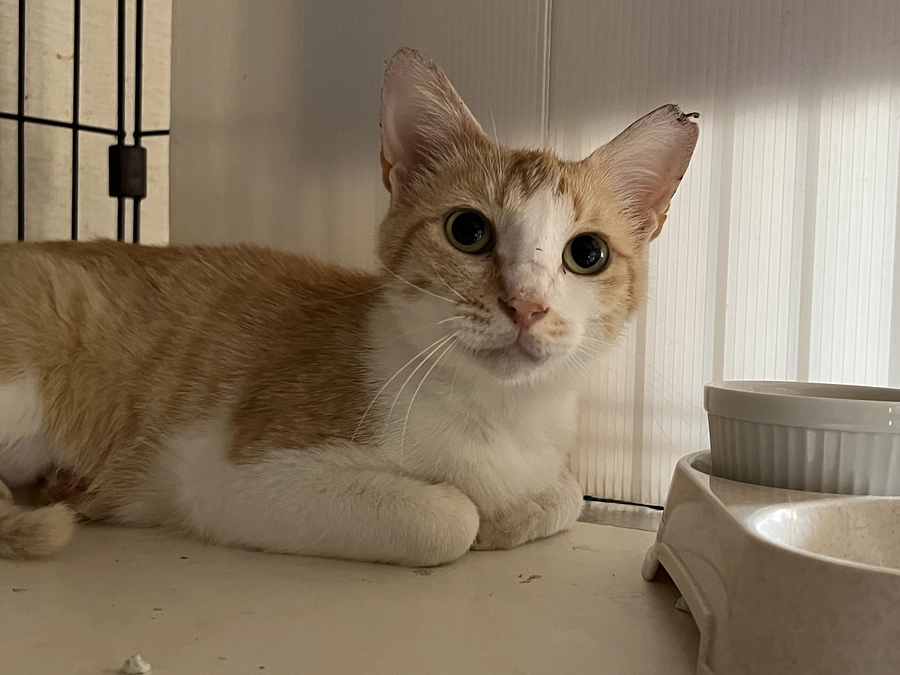 目標額を達成いたしました！