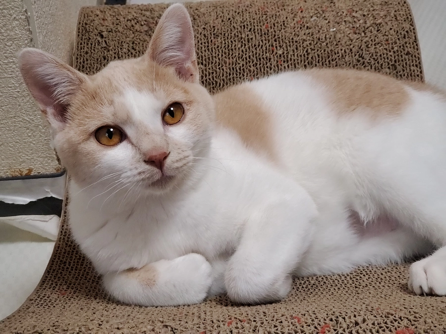 代理支援について