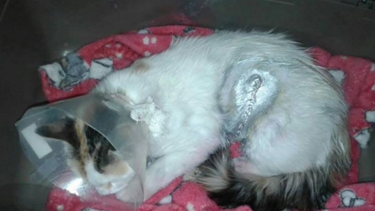 虐待され捨てられた「ゆめ」の安心して過ごせる環境を作りたい