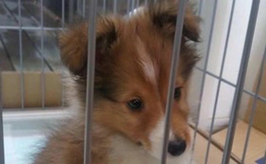 ラッキ－応援　2　多発性骨髄腫