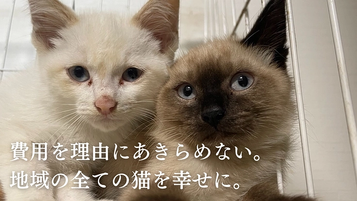 不幸な命を産まさない、不妊手術で救いたい猫の命【第六弾】