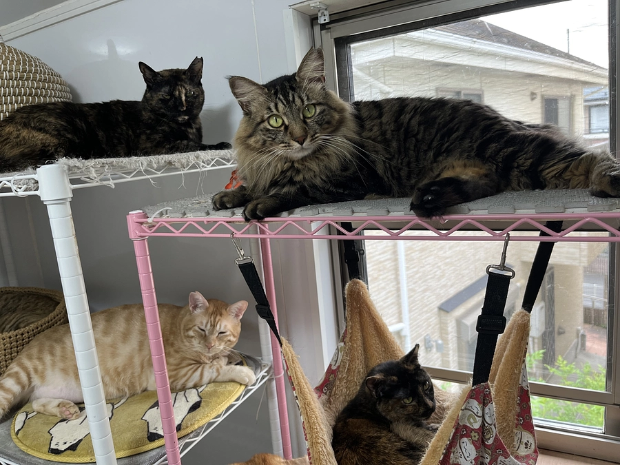 ご飯を食べに来る猫さんを保護したいというご相談