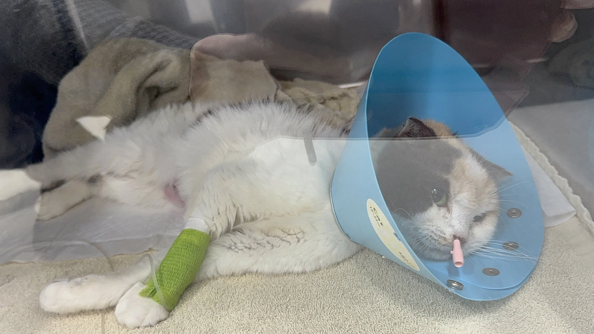 残り【4日】応援メッセージのご紹介とスコちゃん術後の様子