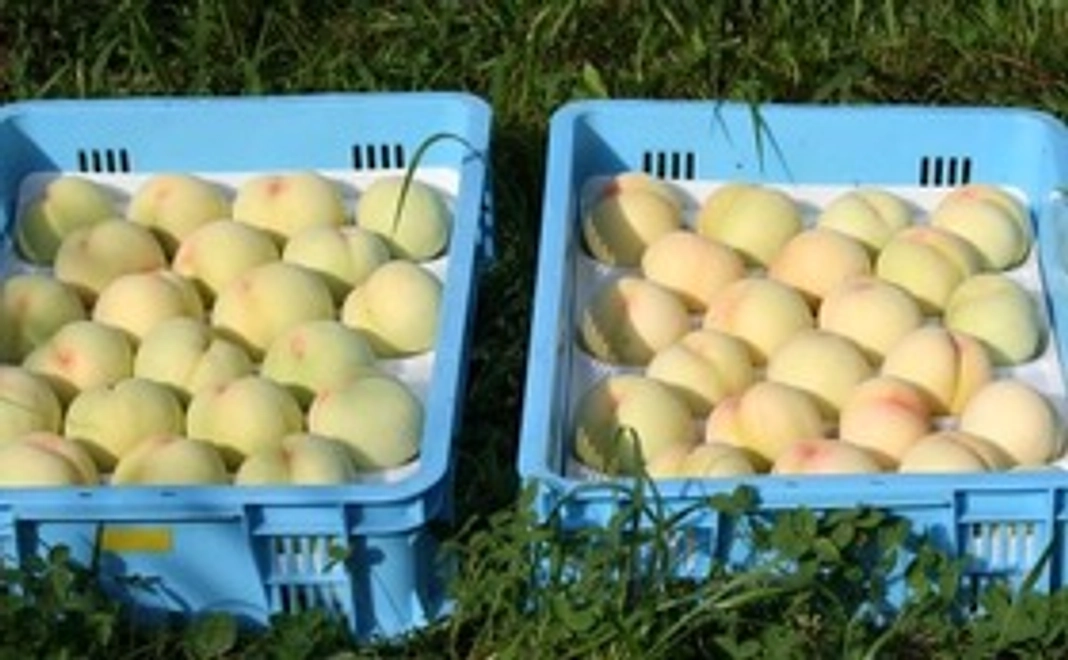 岡山特産白桃（白鳳、清水白桃、白麗、白皇)1000円のプレミアムクーポン