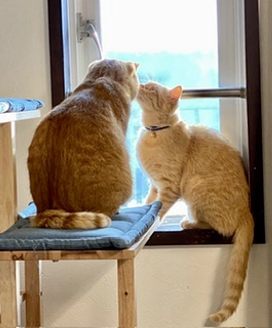 里親さん リレー⑤