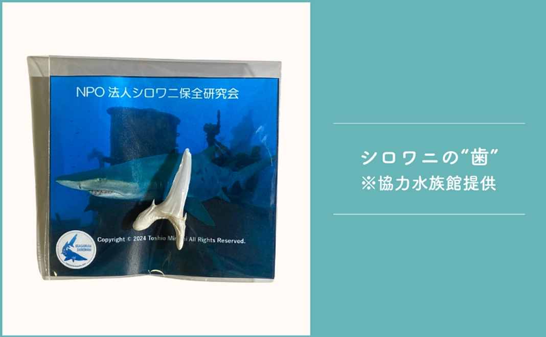 1万2千円｜水族館で飼育するシロワニの「歯」をお届け！