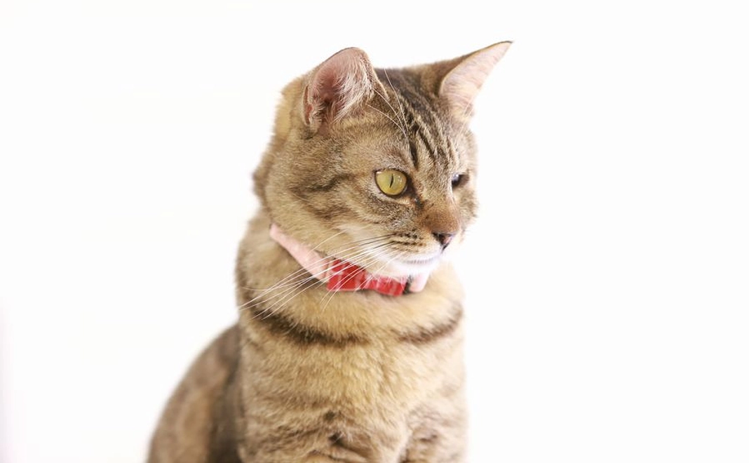 毎月10000円コース