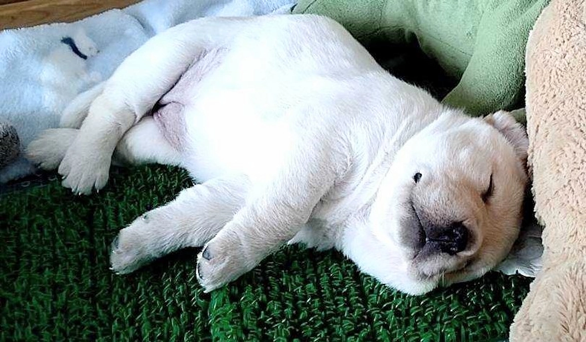 どっちが本物(2024/03/05）