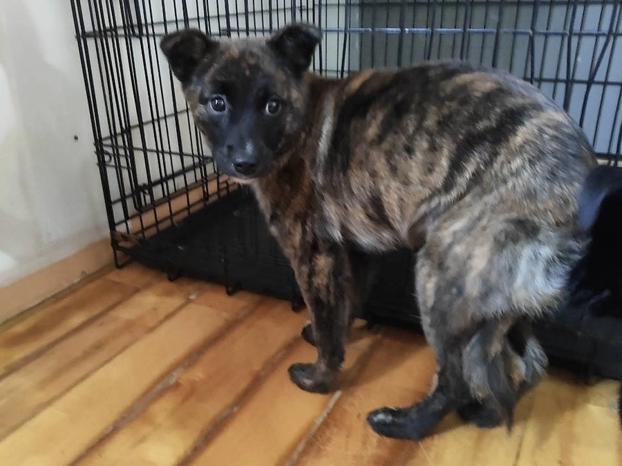 すみっこが落ち着く子犬　きいな